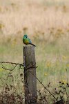 grass parrot